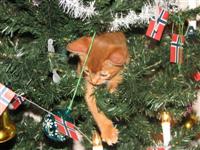 8 ukers dag, feiret i juletreet